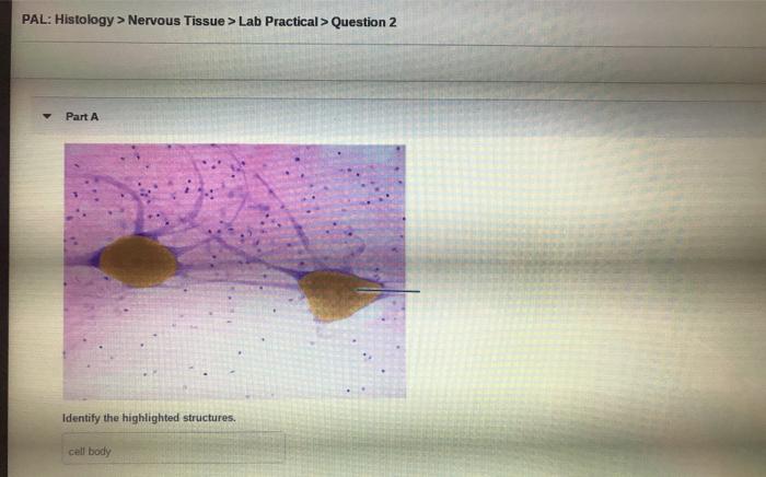 Review sheet histology of nervous tissue