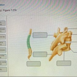 The axial skeleton review sheet 9