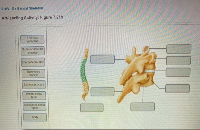 The axial skeleton review sheet 9