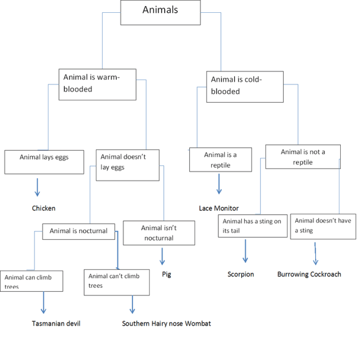 Dichotomous key to the animal kingdom