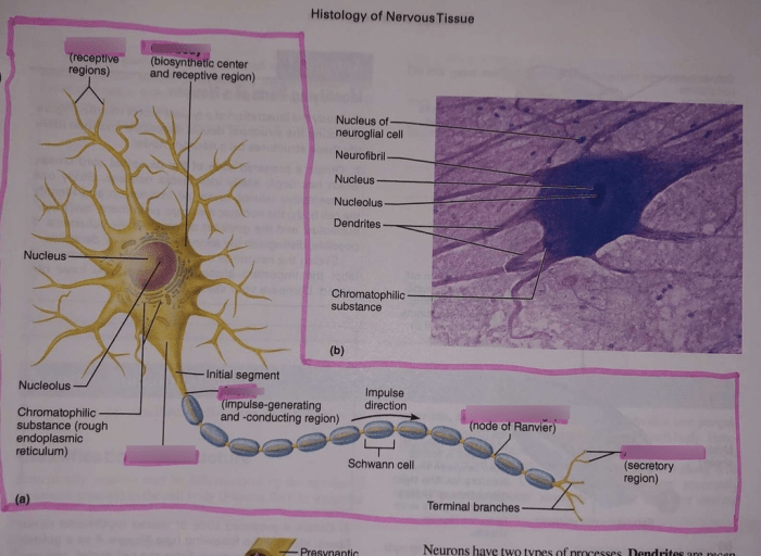 Review sheet histology of nervous tissue