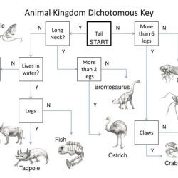 Dichotomous key to the animal kingdom