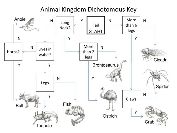 Dichotomous key to the animal kingdom