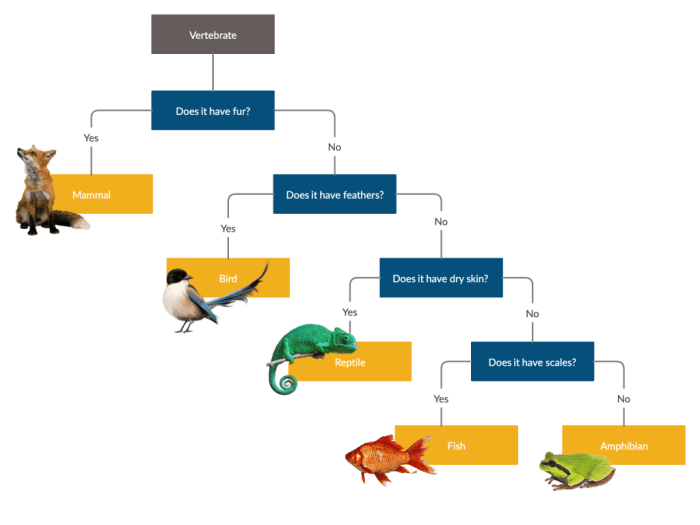 Dichotomous classification