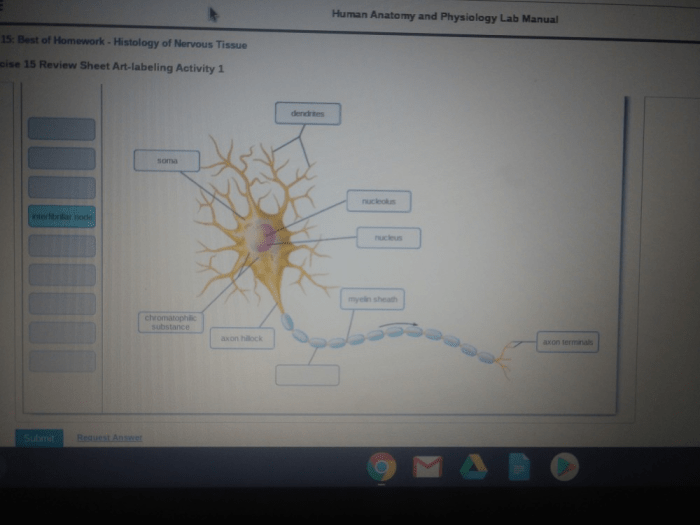 Review sheet histology of nervous tissue