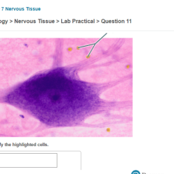 Nervous histology answers neurons sens