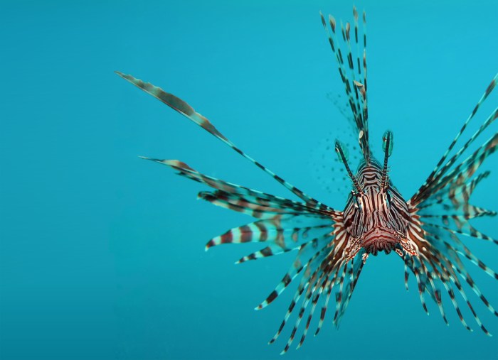 Lionfish invasive management control guide