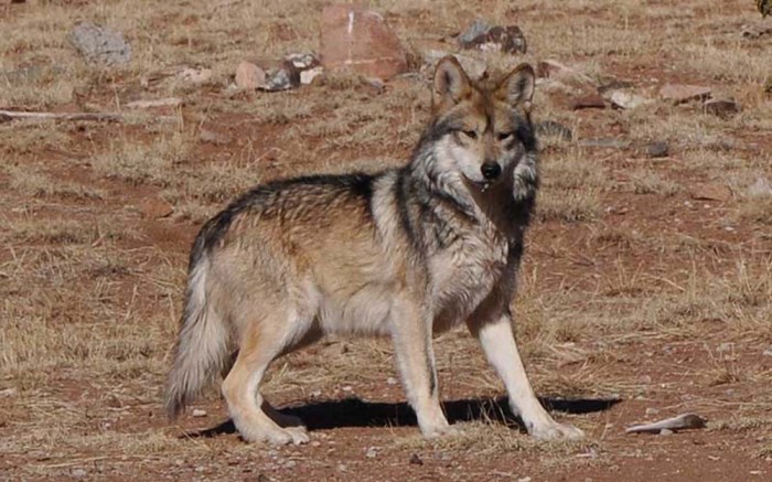 Wolf mexican gray wolves animal arizona national serbia wildlife mexico utah skinwalker ranch population animals facility management growth hearing southern