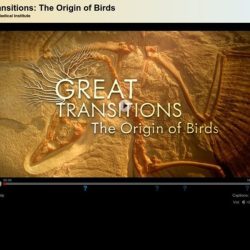 Great transitions the origin of birds answer key