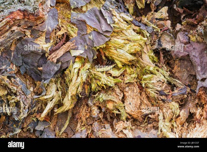 Decaying termites trunk boomboomstam mening rottende gaten