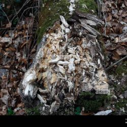 Dog tree mummified stuck mummy been years who his meet over has affectionately newsweek known still now