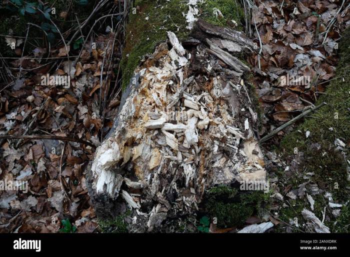 Dog tree mummified stuck mummy been years who his meet over has affectionately newsweek known still now