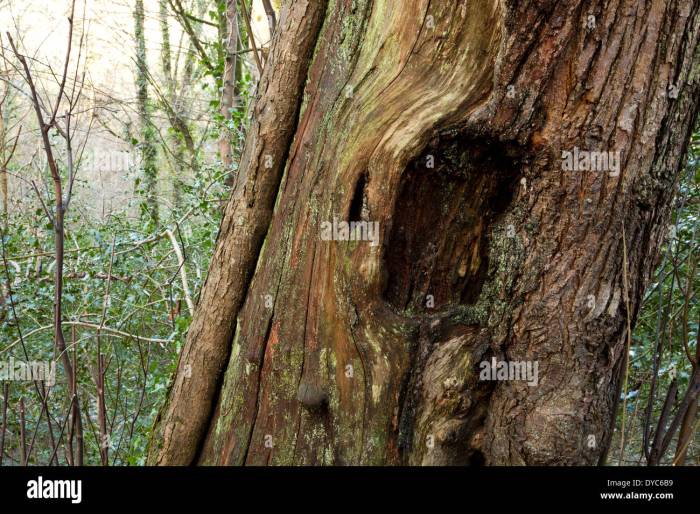 Inside the dead decaying tree trunk was a honeybee hive