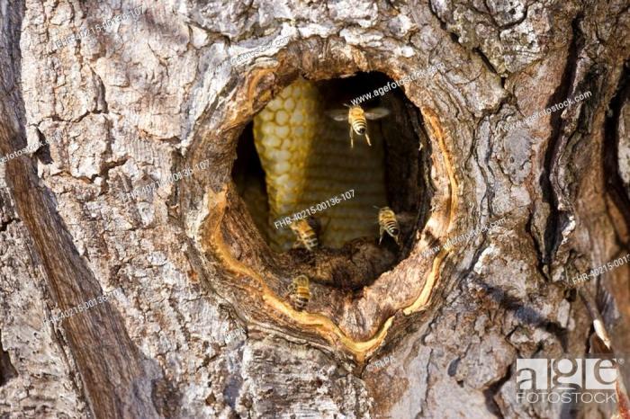 Inside the dead decaying tree trunk was a honeybee hive